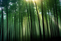 竹木辦公家具—綠色低碳環保辦公家具新標桿